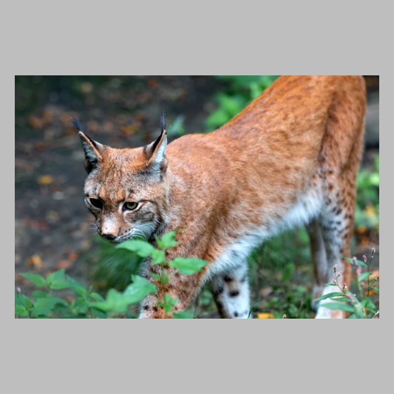 Eurasischer Luchs oder Nördlicher Luchs