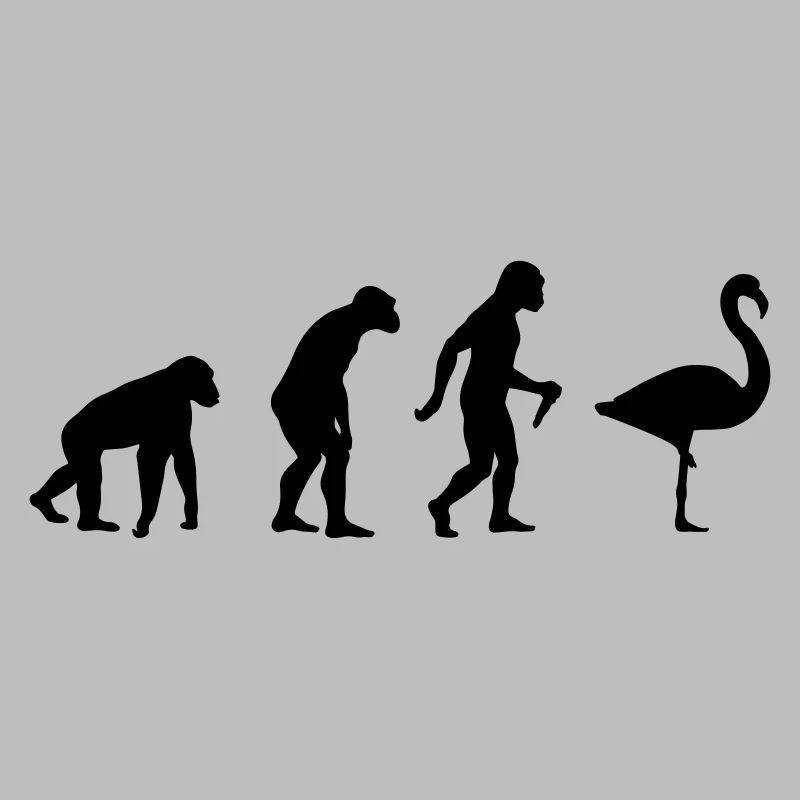 L'évolution du Flamant Rose