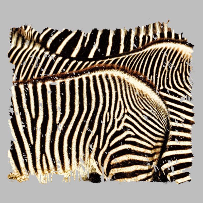 Zebra mit weißen oder schwarzen Streifen?