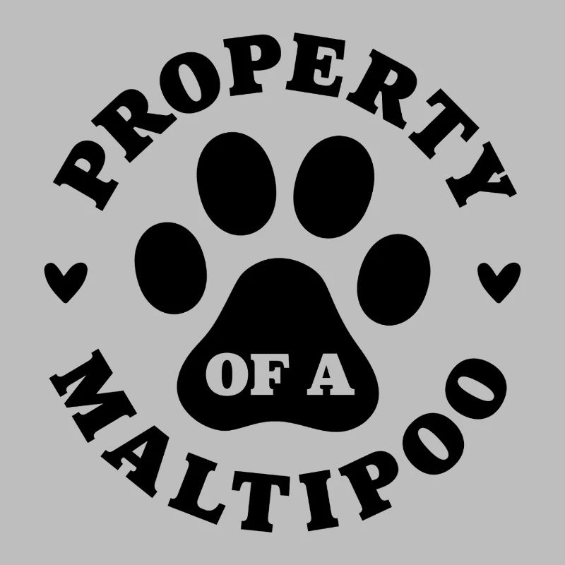 Eigentum eines Maltipoo