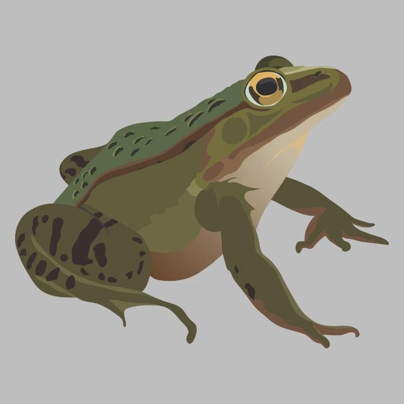 Frog mister frog toad common toad tree frog idea