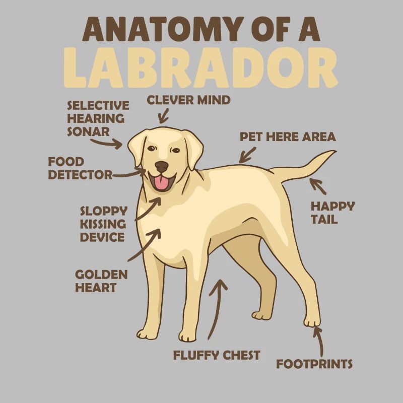 Anatomie eines Labradors Retriever süße Hunde