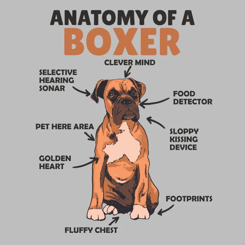 Anatomie eines Boxer süße Hunde Welpe