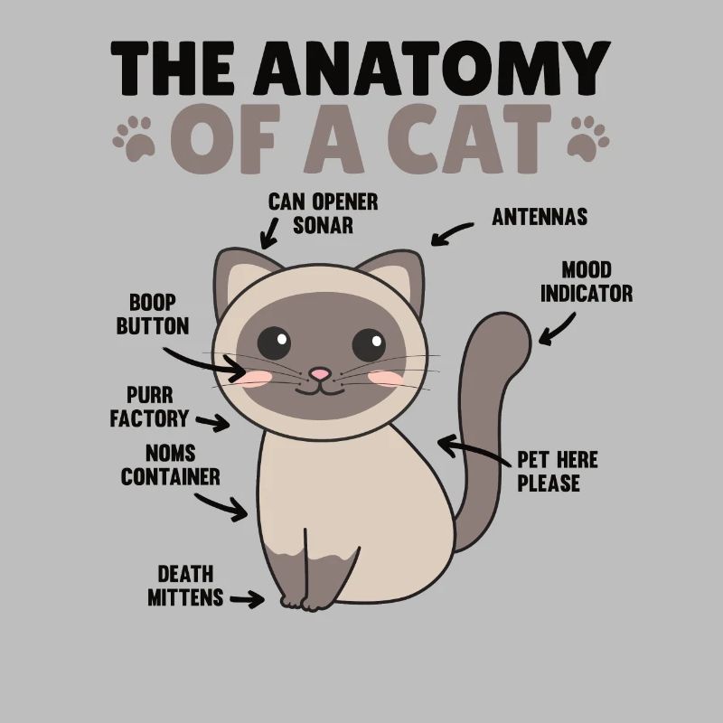 l’anatomie d’un chat explication d’un chat
