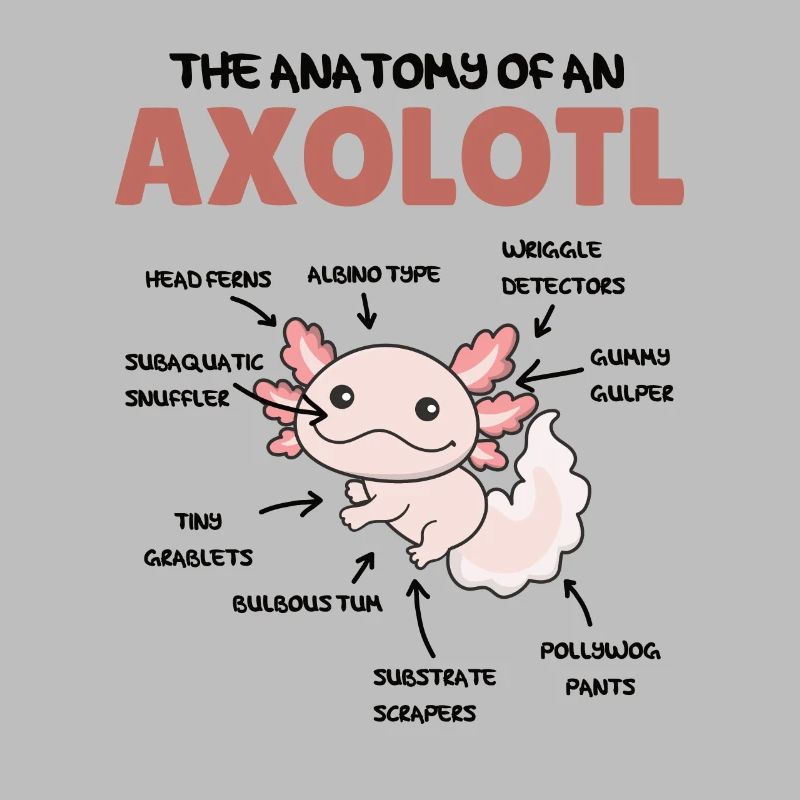 Axolotl Explication Anatomie d’un Axolotl
