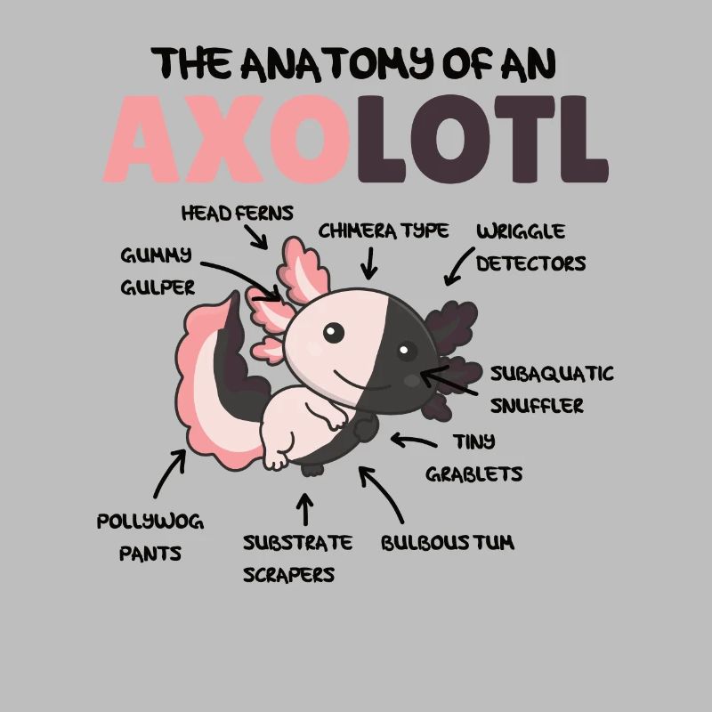 Explication de l’axolotl Anatomie d’un axolotl chimère