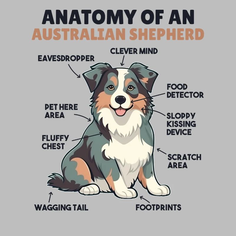 Explication du chien Anatomie d’un berger australien
