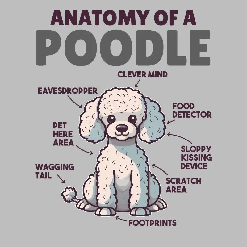 Explication du chien Anatomie d’un caniche