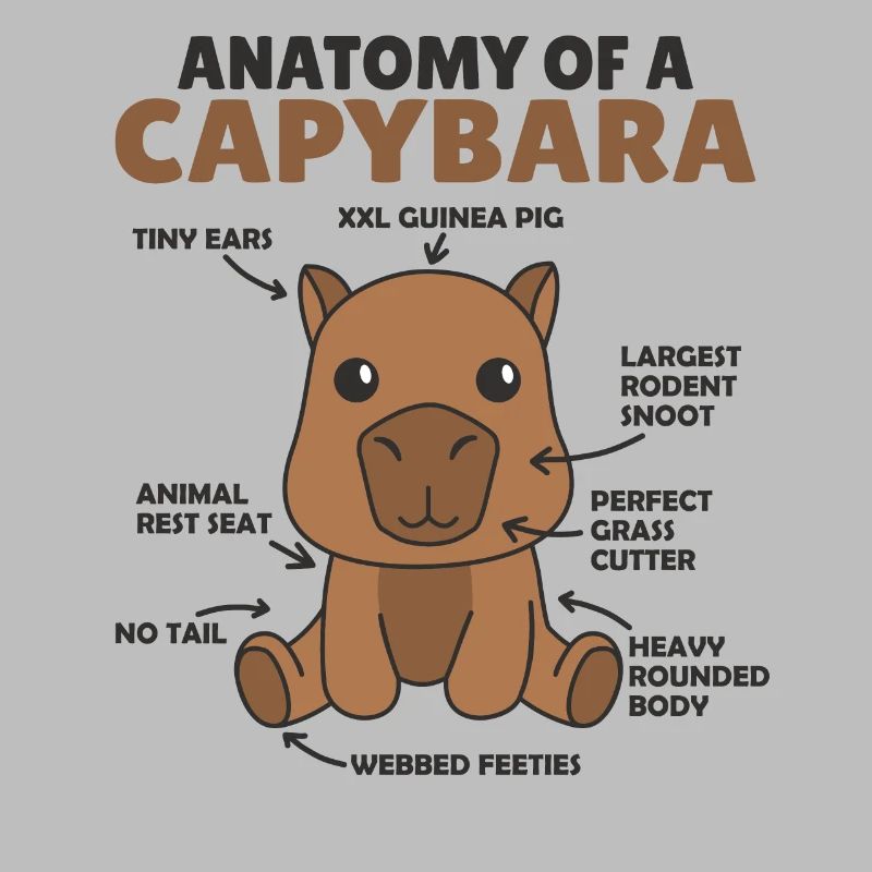 Explication du capybara doux Anatomie d’un capybara
