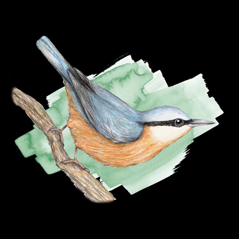 Nuthatch