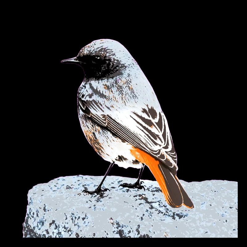 Black redstart