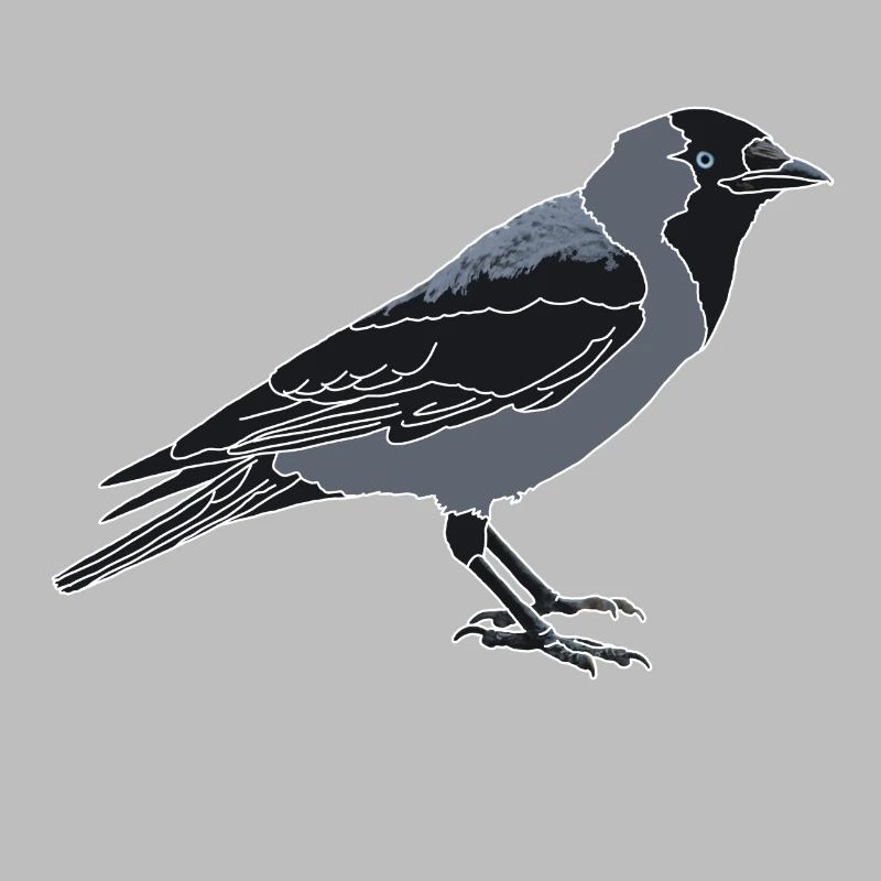Jackdaw