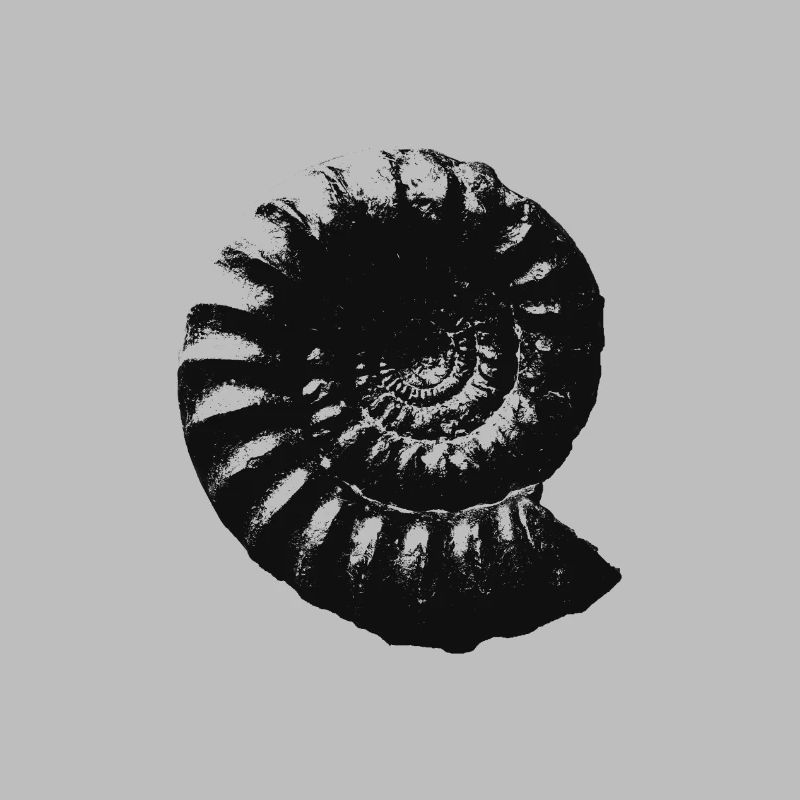 Fossil Geschenkidee Ammonit Urzeit Geschenk