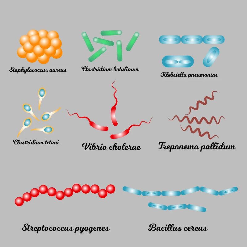 Berühmte Bakterien - Pathogene