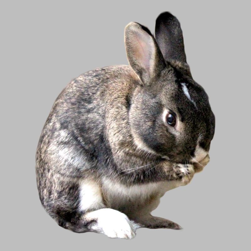 rabbit