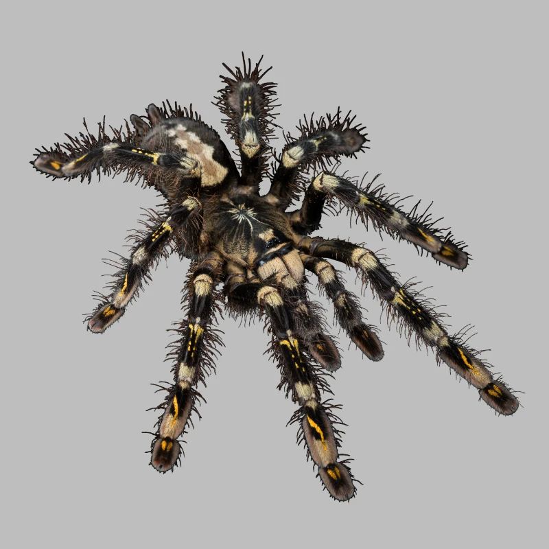 P. subfusca