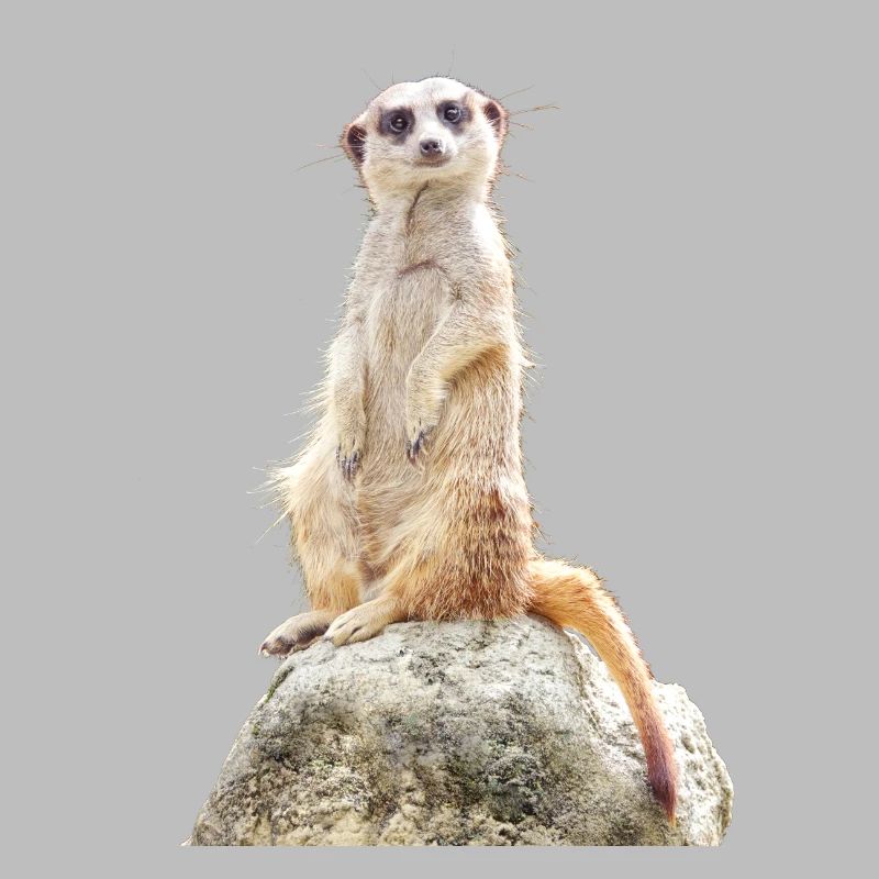 Erdmännchen