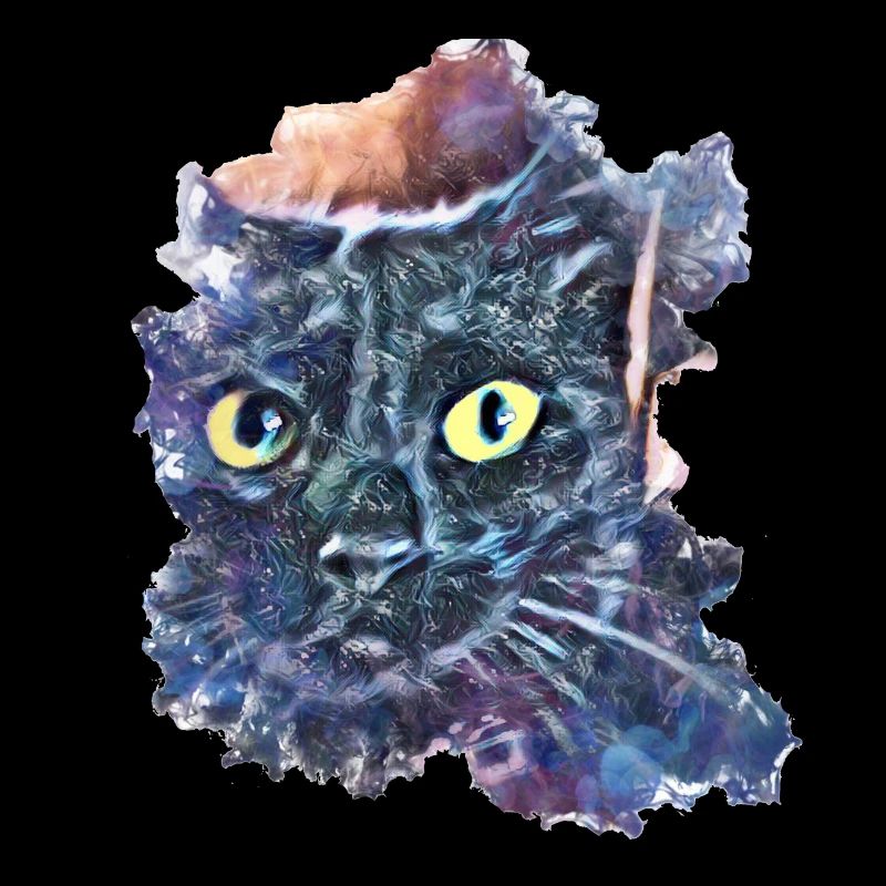 black cat, head, Minya 01