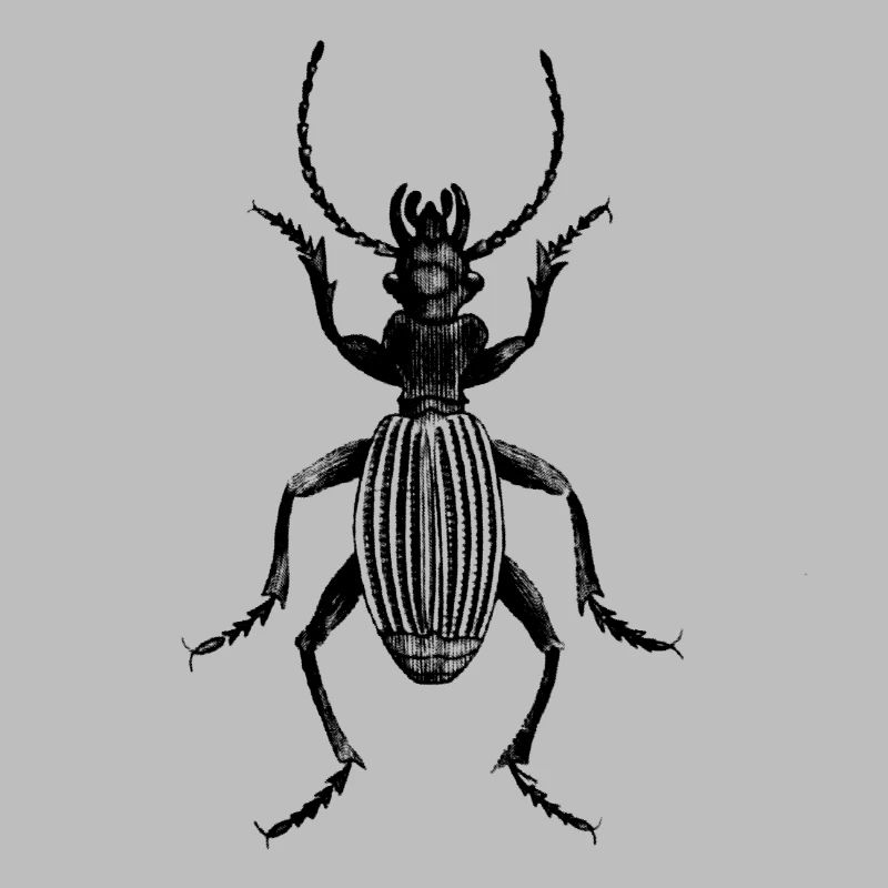 Beetle