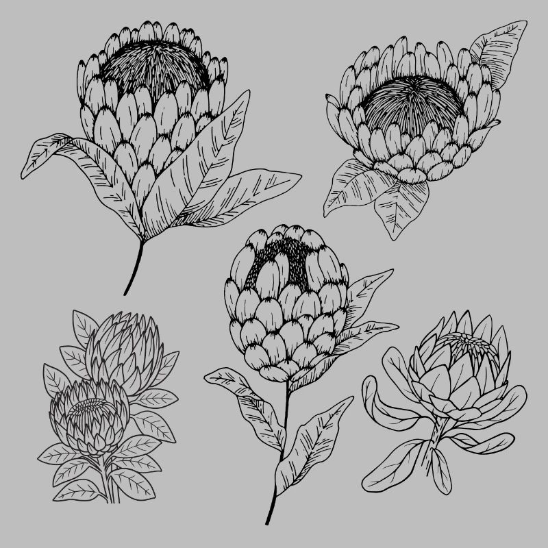 Groupe de fleurs protea