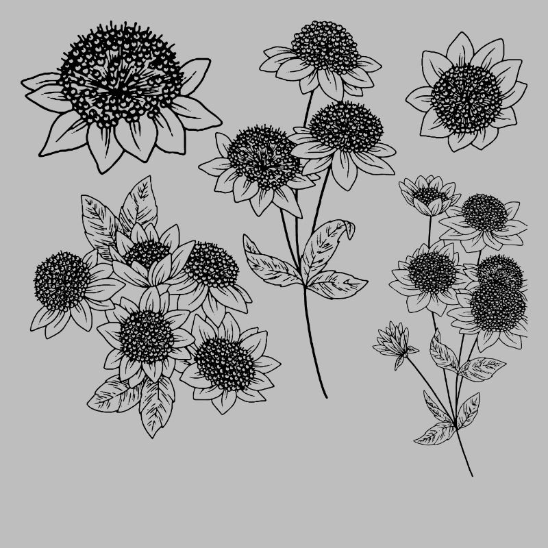 Astrantia maxima Blütengruppe