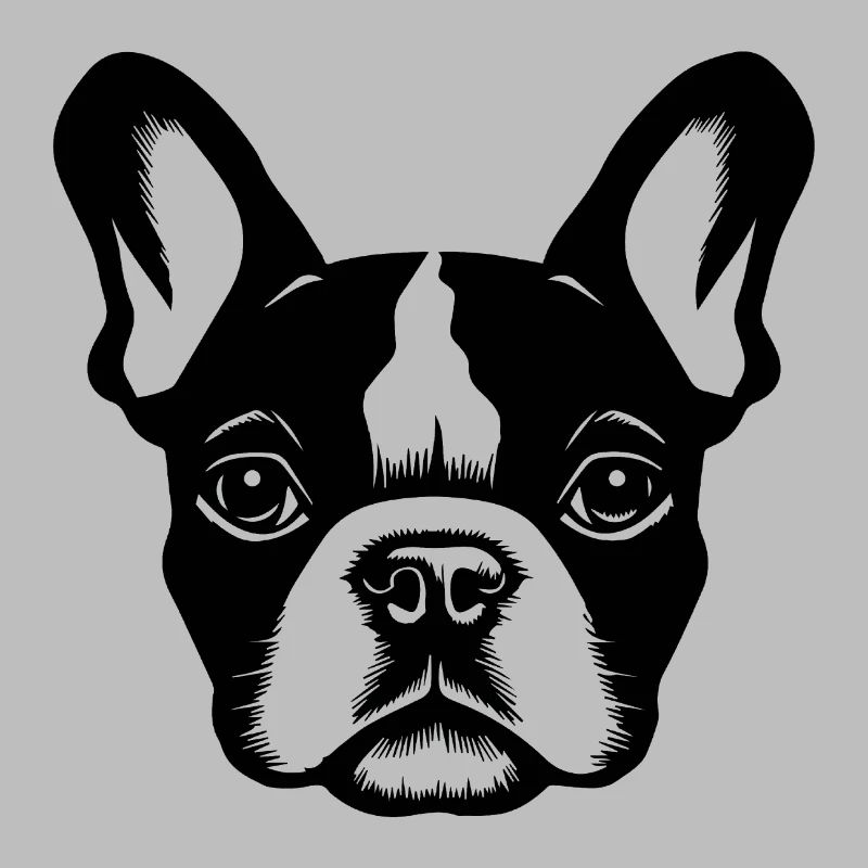 Bouledogue français Terrier de Boston