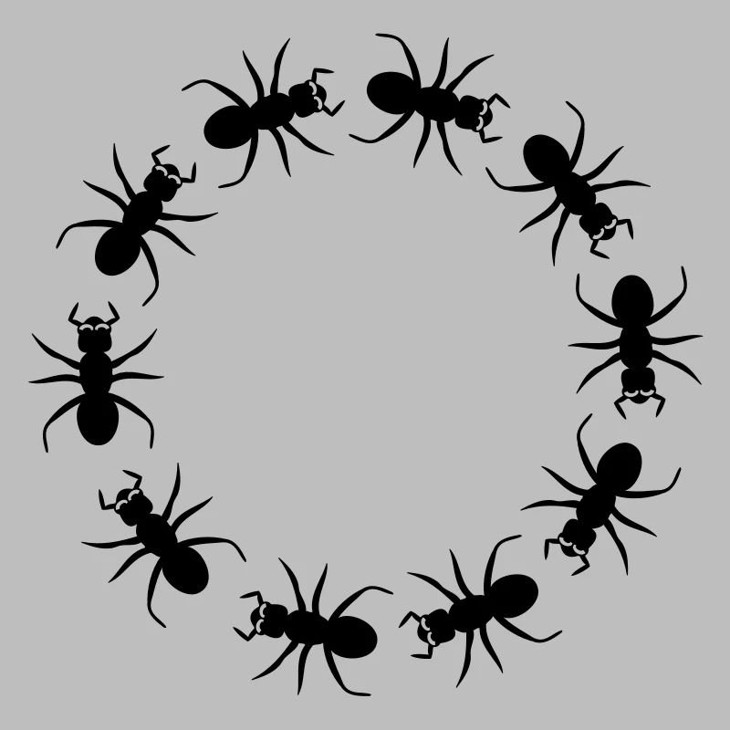 District d'insecte fourmi