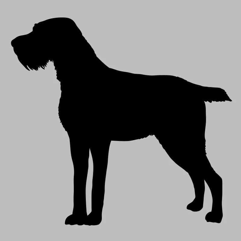German Wirehaired Pointer