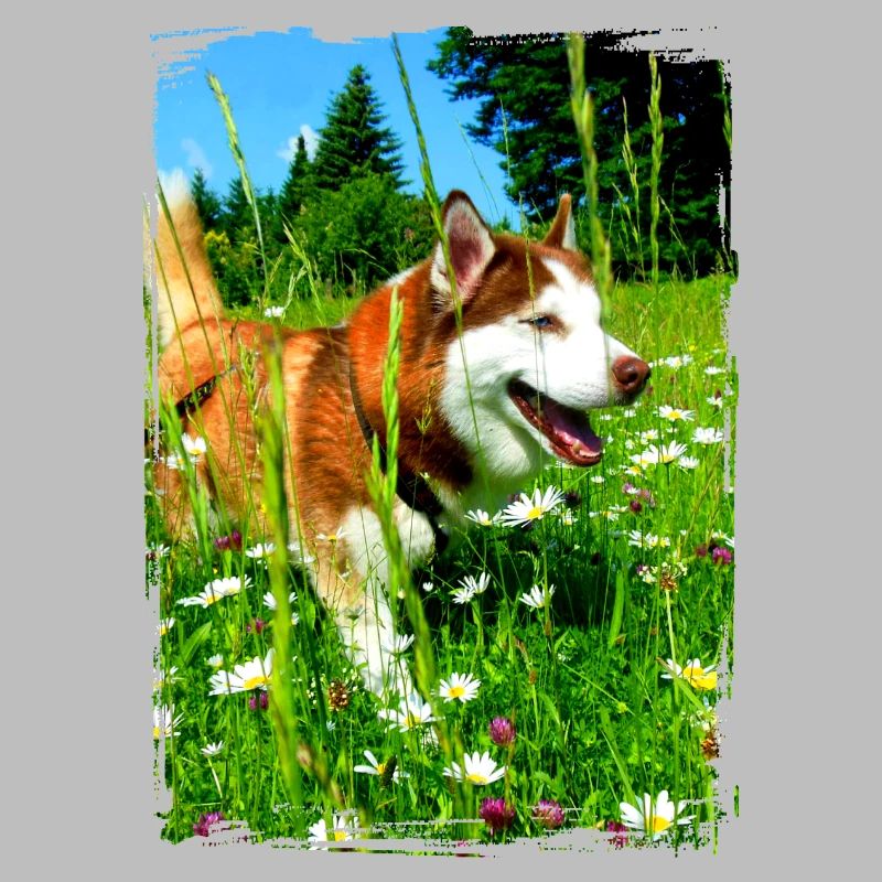 Husky dans un champ de fleurs