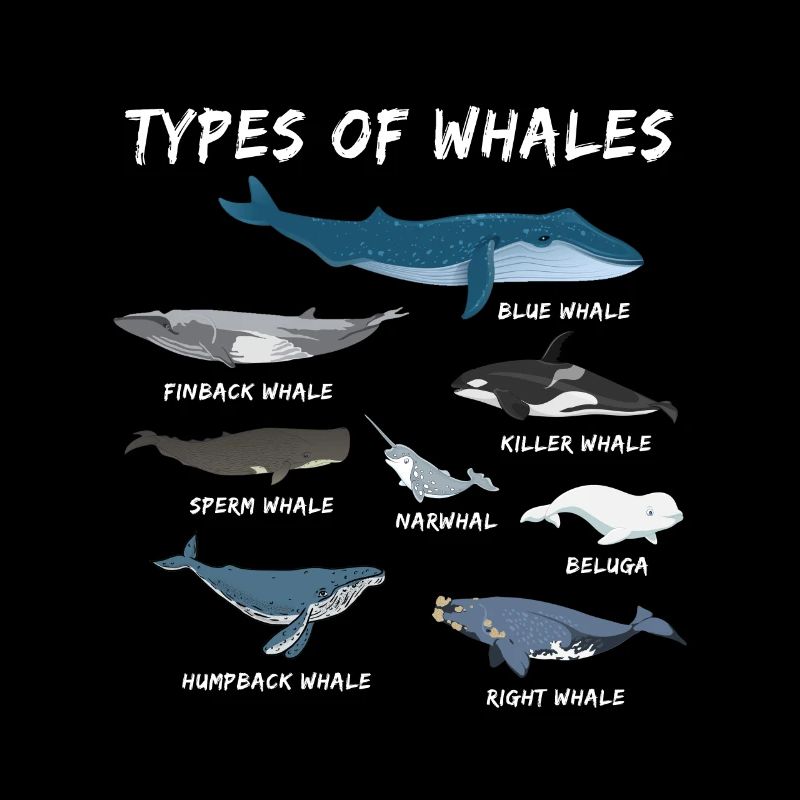 Die Arten der Wale Wal Blauwal Naturschutz Meer