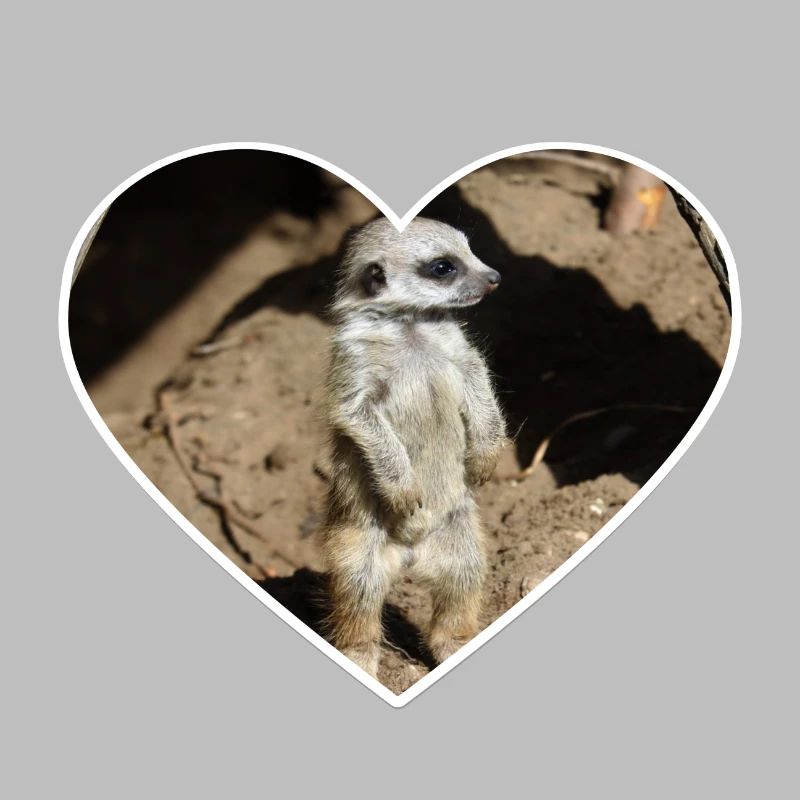 Suricate mignon