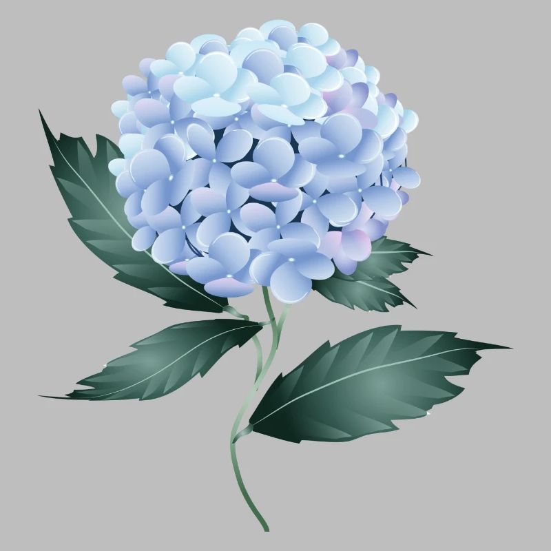 A delicate blue hydrangea - Fascinating flower