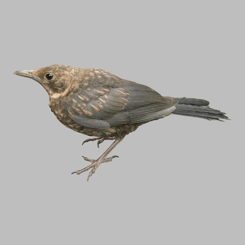 Amsel Jungvogel