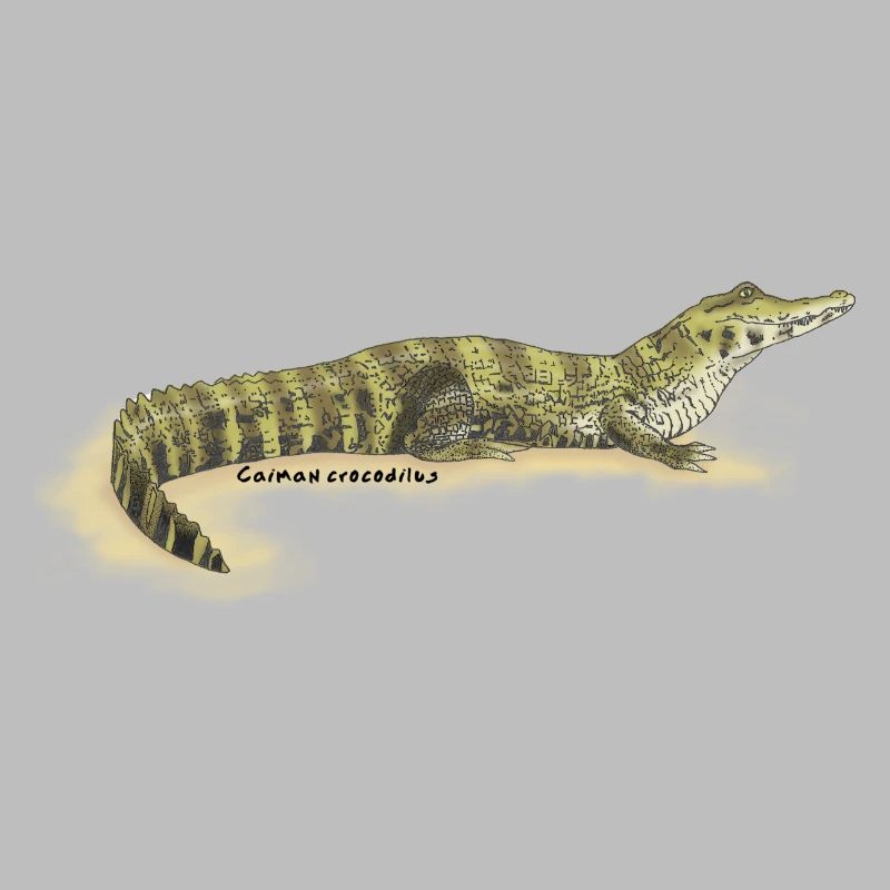 Baba (Kaiman-Krokodil)