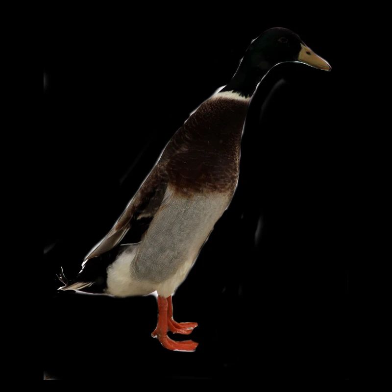 Canard de course indien