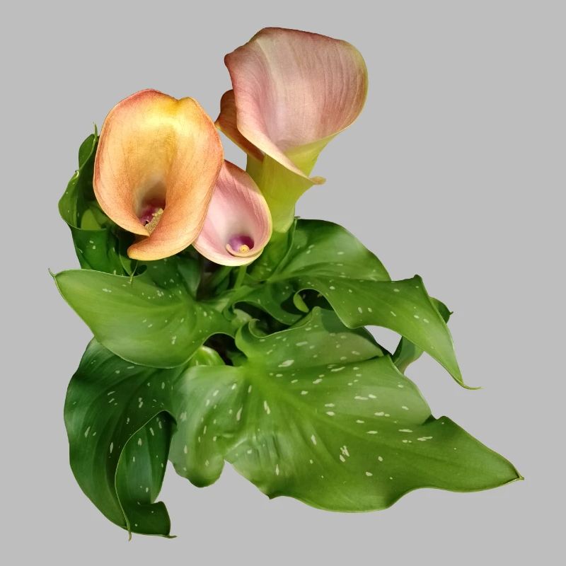 Fleurs de Calla en vert