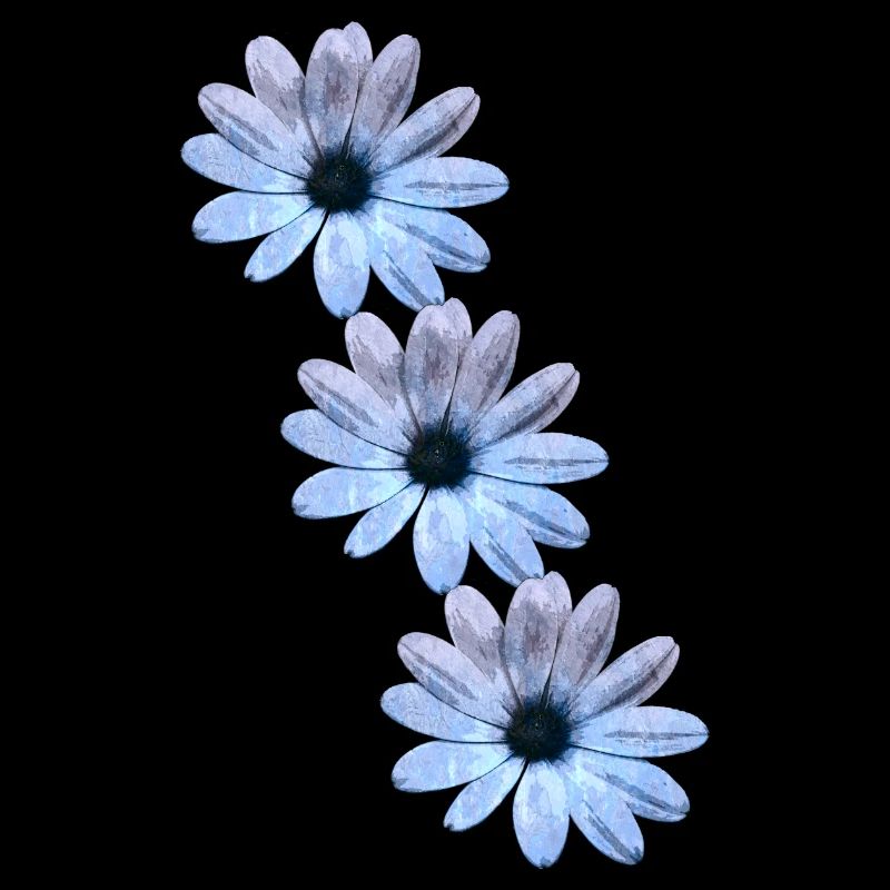 Daisies 3-fold