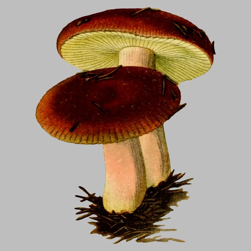 champignons champignons vegetables126 veggie veggie champignons