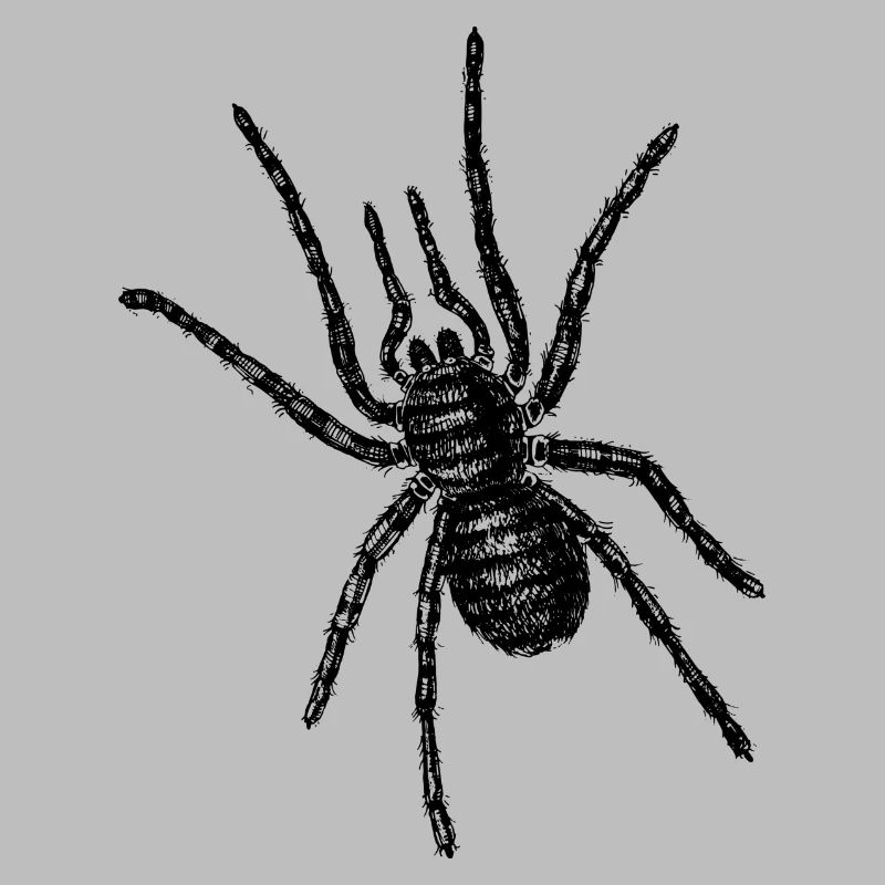 Une grosse araignée rampe au-dessus de vous
