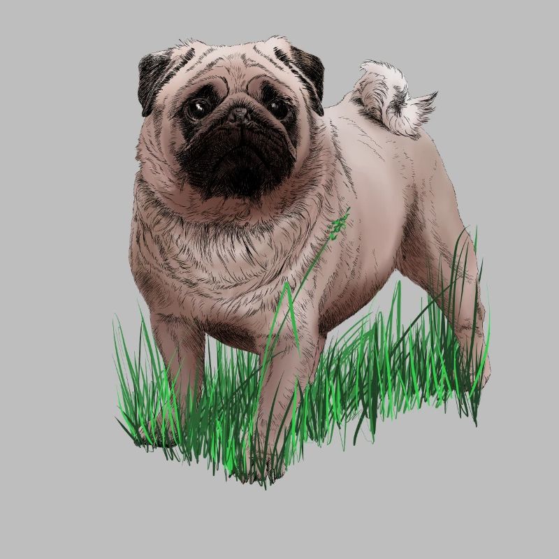 Pug