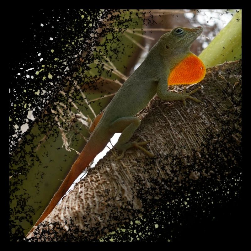 Auffällige Echse winkt mit seinem Kehlsack