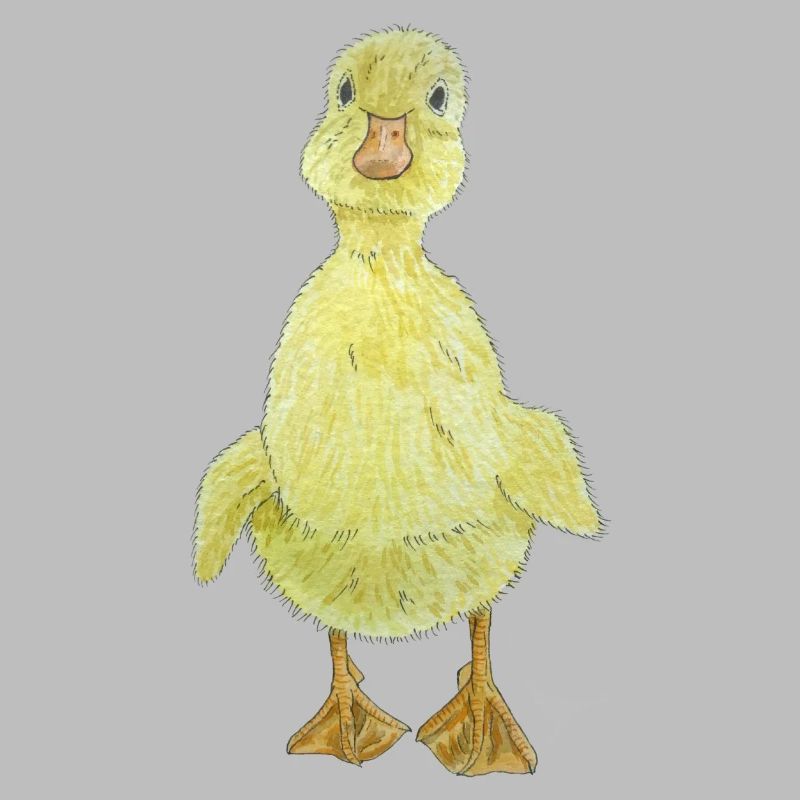 Duckling Chick