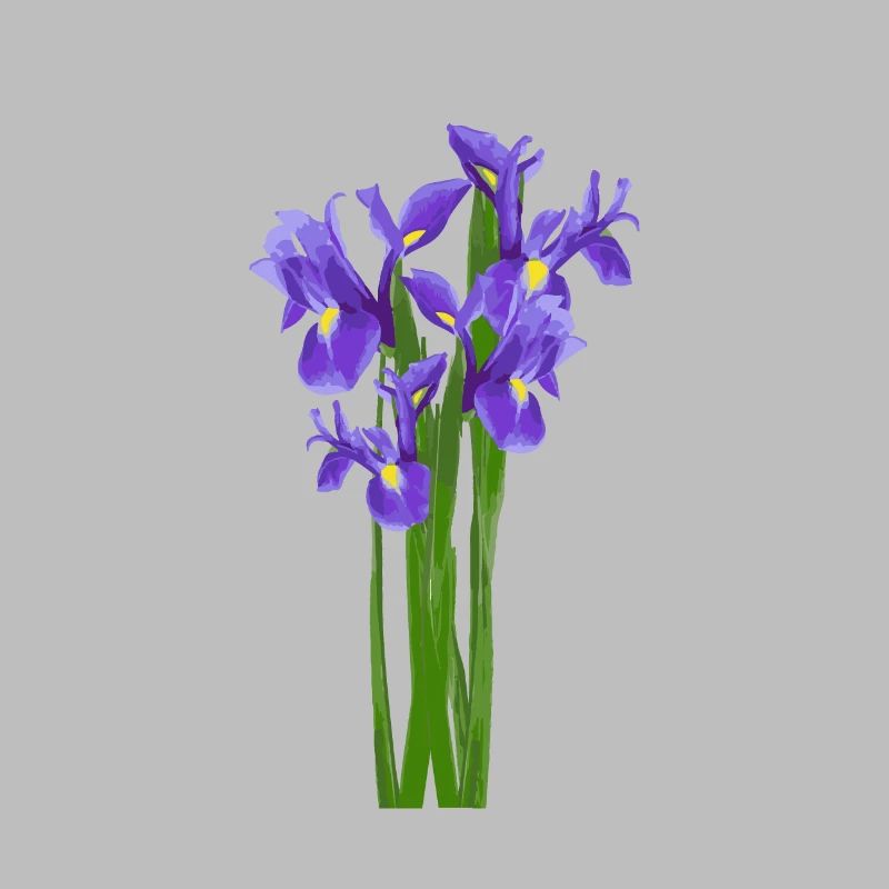 Flowers Spring Iris Iris - Gift Idea