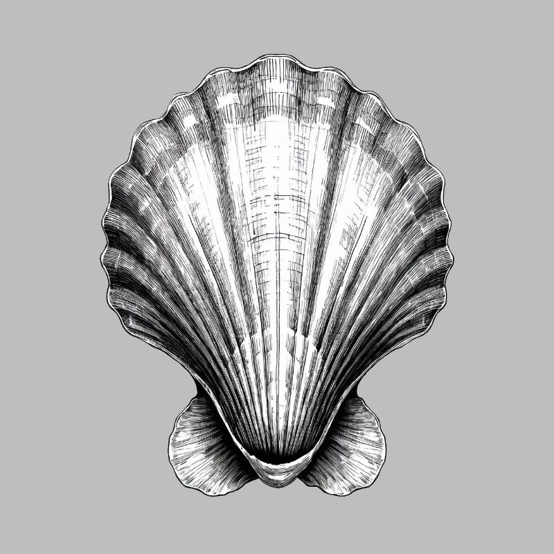 Stunning shell illustration
