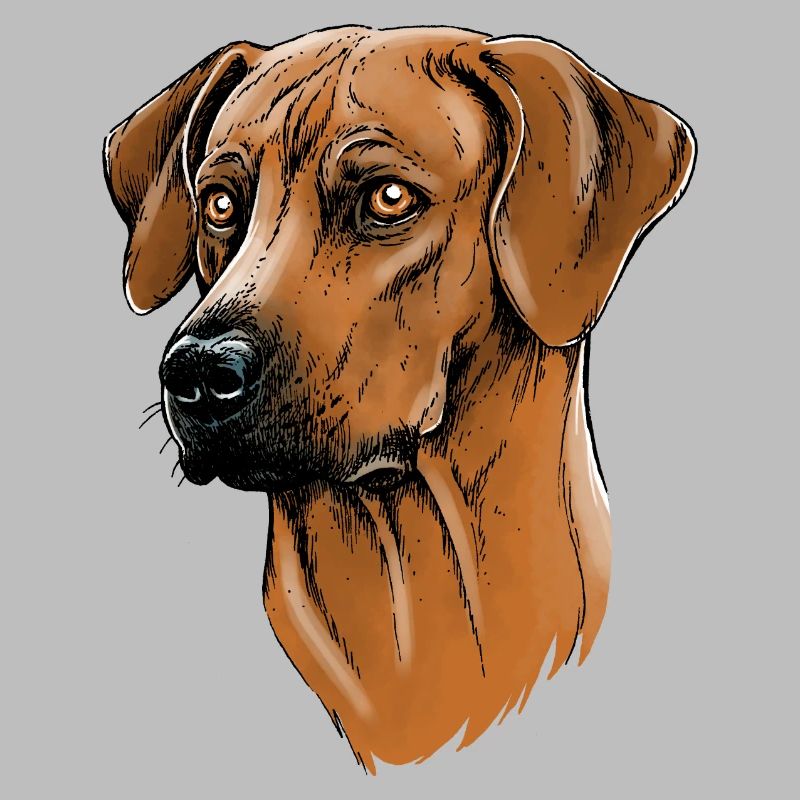 Rhodesian Ridgeback