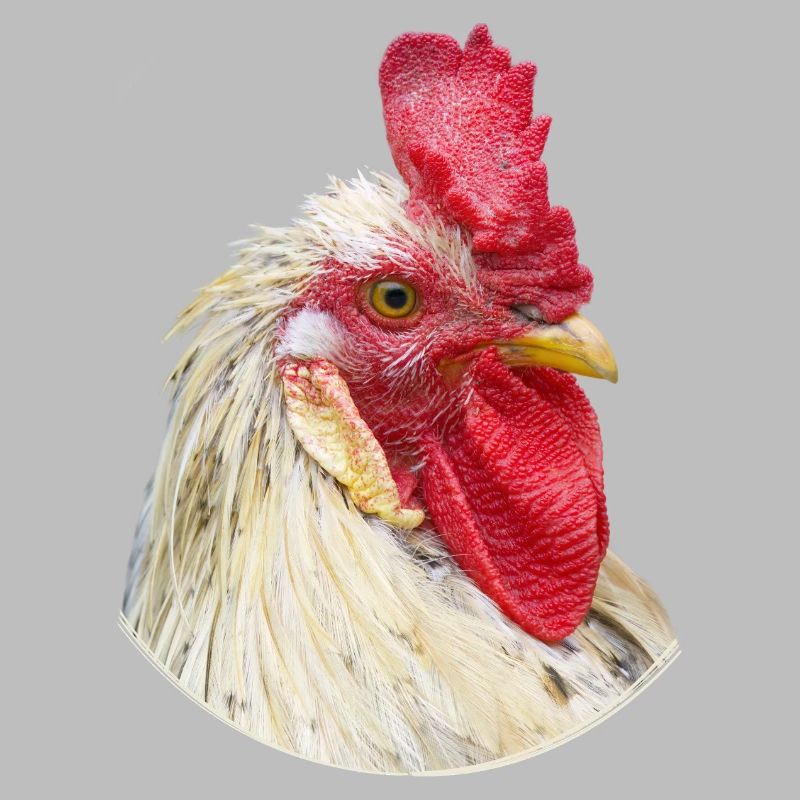 Spécimen de poulet à cravate de coq