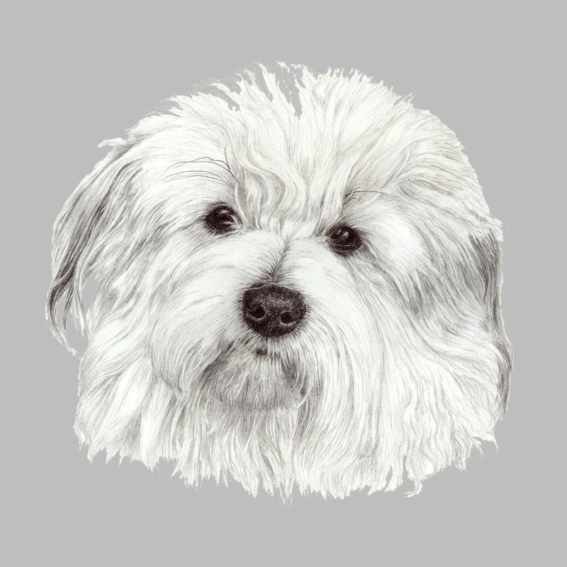 Coton-de-Tuléar