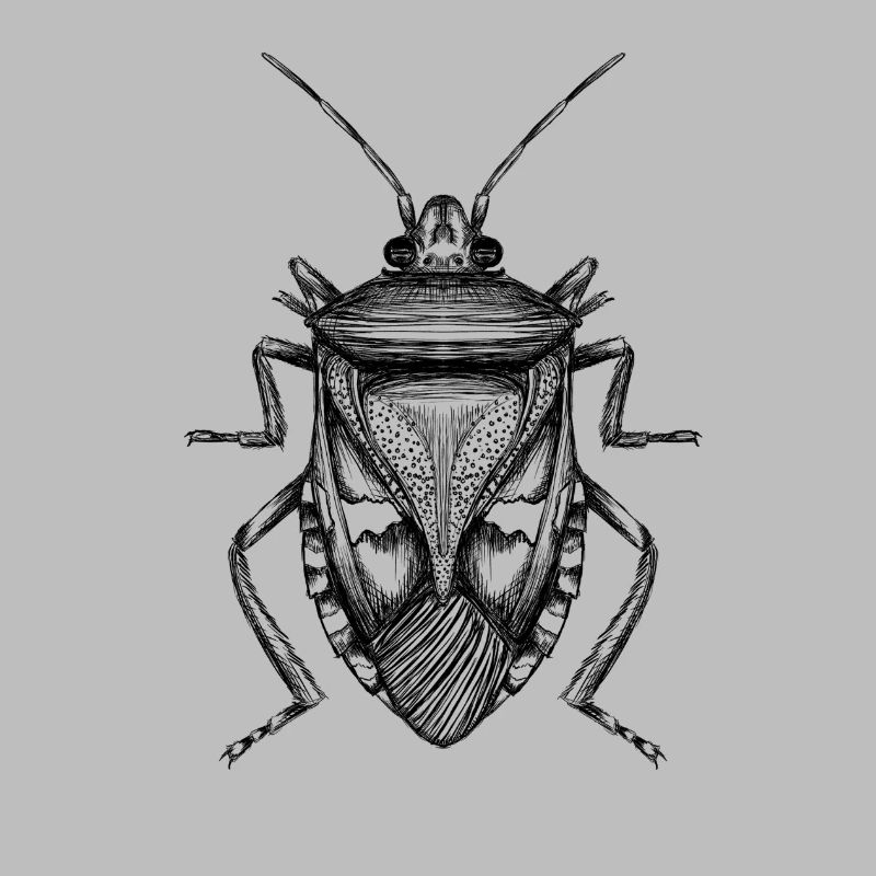 Bug
