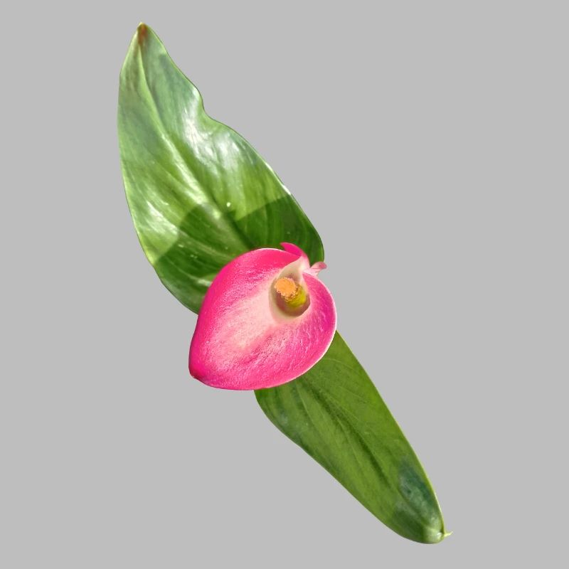 Pink Calla Blossom