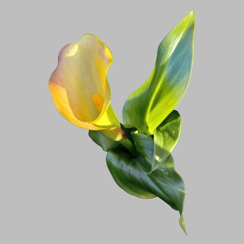 YELLOW CALLA LILY